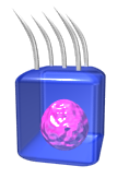 ciliatedcell.png