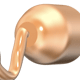 oviduct_thumb.png