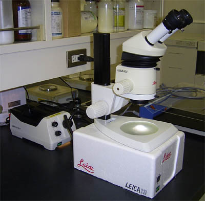 leiac