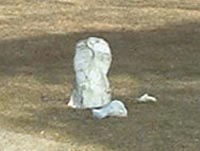 snowmanafter