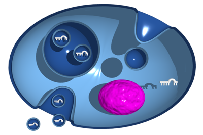 exosomal_mirna_cell.png