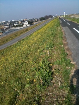 江戸川に菜の花が咲き始め。