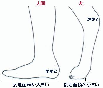 犬は人間で言うフォアフットで接地している。